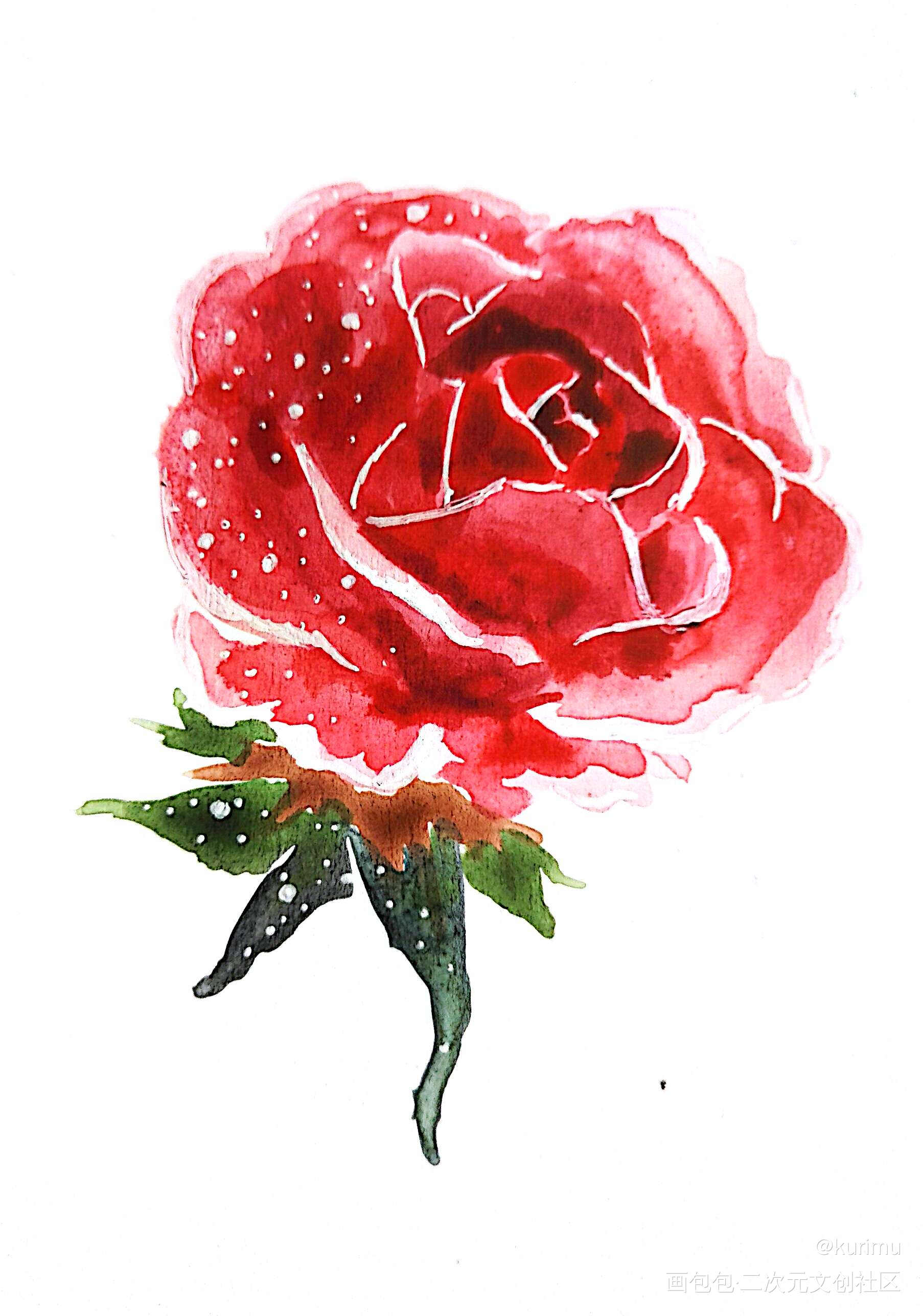 八百年前的水彩玫瑰_原创水彩插画求点评玫瑰花绘画作品
